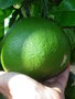 vignette citrus grandis varite cayenne fruit en formation 2