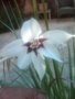 vignette Acidanthéra Gladiolus Callianthus