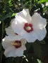 vignette Hibiscus Syriacus blanc