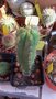 vignette échinopsis pachanoï