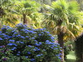 vignette Hydrangea macrophylla 'Blue Wave' et Trachys