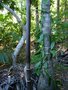 vignette Pinanga maculata