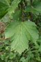 vignette Acer sterculiaceum subsp. franchetii