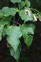vignette Acer tataricum ssp. tataricum