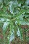 vignette Fraxinus excelsior 'Diversifolia'