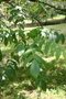 vignette Juglans ailanthifolia var. cordiformis