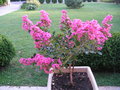 vignette Lagerstroemia hybride Comanche