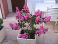 vignette Lagerstroemia hybride Comanche