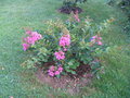 vignette Lagerstroemia hybride Hopi