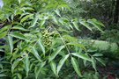 vignette Phellodendron amurense