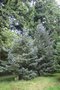 vignette Picea likiangensis var.