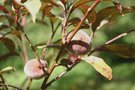 vignette Prunus persica 'Purpurea'
