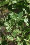 vignette Quercus pubescens var. crispata