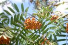 vignette Sorbus aucuparia var. xanthocarpa