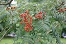 vignette Sorbus 'Chinese Lace'