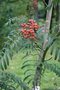 vignette Sorbus 'Chinese Lace'