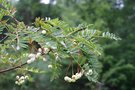 vignette Sorbus microphylla Yu 13815