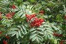 vignette Sorbus aucuparia ssp. pohuashanensis