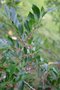 vignette Ulmus parvifolia