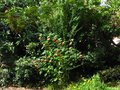 vignette Abutilon ashford red, clethra pink spire et grindelia chiloensis au 19 08 11