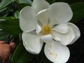vignette Magnolia grandiflora exmouth toujours aussi beau et parfum au 19 08 11
