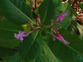 vignette Fuchsia paniculata au 16 08 11