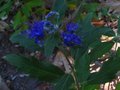 vignette Caryopteris clandonensis heavenly blue gros plan au 16 08 11