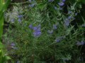 vignette Caryopteris clandonensis Kew blue au 16 08 11