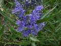 vignette Caryopteris clandonensis Kew blue gros plan au 16 08 11
