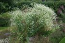 vignette Euphorbia corollata