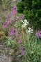 vignette Allium carinatum ssp. pulchellum et A. carinatum ssp. pulchellum 'Album'
