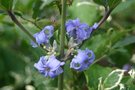 vignette Clematis heracleifolia