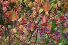 vignette Euonymus sachalinensis = E. planipes