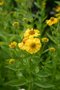 vignette Helenium 'Sonnenwunder'