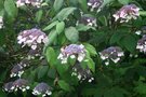 vignette Hydrangea aspera 'Macrophylla'