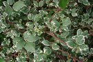 vignette Rubus fruticosus 'Variegatus'