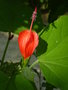 vignette Malvaviscus arboreus