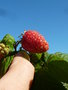 vignette Rubus idaeus - Framboise