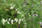 vignette Crysanthemum boreale partiellement panaché = Dentranthema boreale