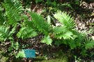 vignette Polypodium cambricum