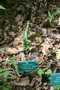 vignette Polypodium glycyrrhiza 'Longicaudatum'