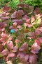 vignette Rodgersia podophylla en automne