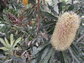 vignette Banksia serrata
