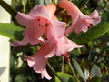 vignette Rhododendron phaeochitum