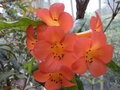 vignette Rhododendron 'Rosie Posie'