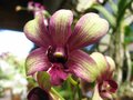 vignette orchide