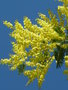 vignette Acacia dealbata - Mimosa d'hiver