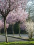 vignette Prunus cerasifera 'Nigra' parking Kiabi