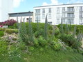vignette Plantes gantes Echium pininana au Jardin de la Pointe - Jardin des Explorateurs