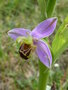 vignette Ophrys apifera - Ophrys abeille